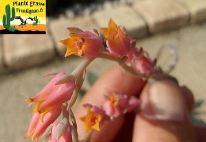 Echeveria Spleen