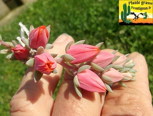 Echeveria Symphonie