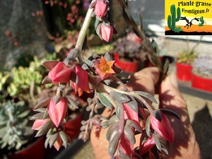 Echeveria Tama