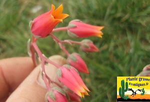 Echeveria Tara