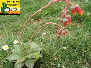 Echeveria Tara