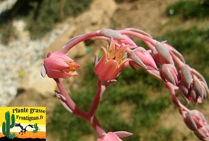 Echeveria Temps des Cerises