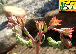 Echeveria Tendance