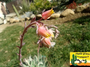 Echeveria Thais