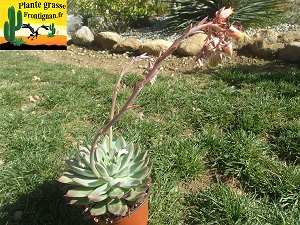 Echeveria Thais
