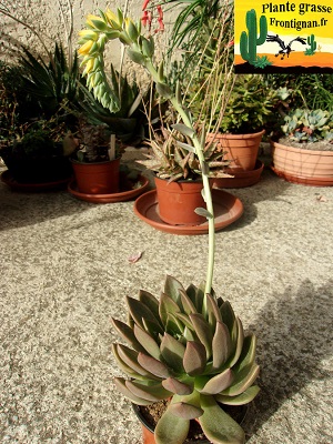 Echeveria Titan