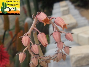 Echeveria Totem