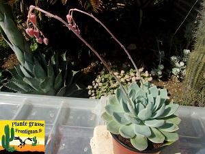 Echeveria Tourterelle