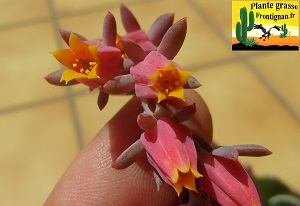 Echeveria Tramontane