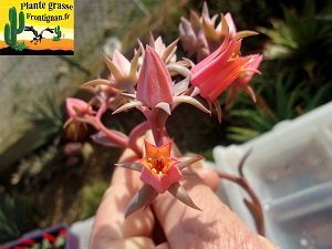 Echeveria Tsarine