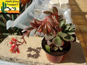 Echeveria Vertige