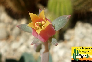 Echeveria Vestale