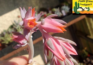 Echeveria Viperine