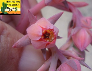 Echeveria Sp  Yucunicoco Oaxaca