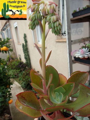 Echeveria Sp  Yucunicoco Oaxaca