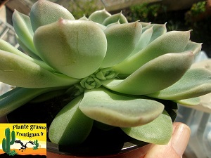 Echeveria Zelena ramifications