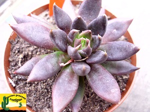 Echeveria affinis