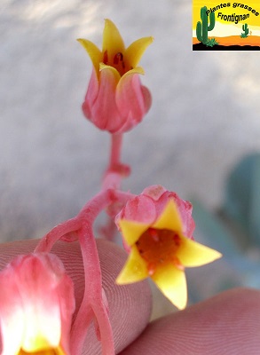 Echeveria agavoides Prolifera