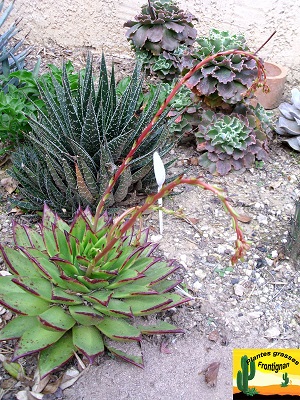 Echeveria agavoides Red Edge