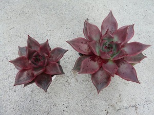 Echeveria agavoides Romeo