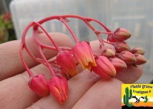 Echeveria agavoides Sirius