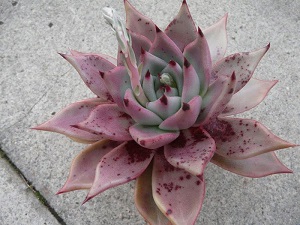 Echeveria agavoides Romeo