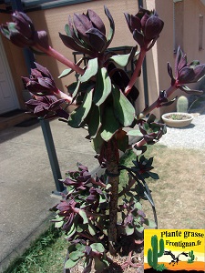 Echeveria alata