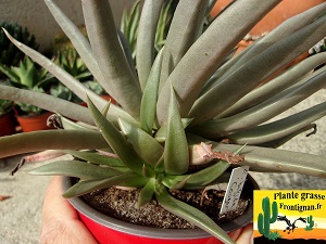 Echeveria bifida Cougar