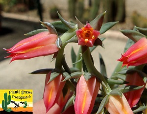 Echeveria bifida forme de Tasquillo