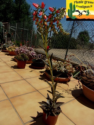 Echeveria bifida forme de Tasquillo