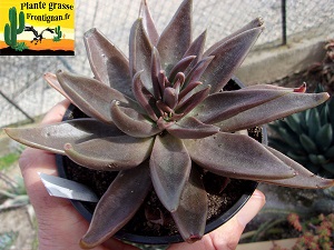 Echeveria bifida