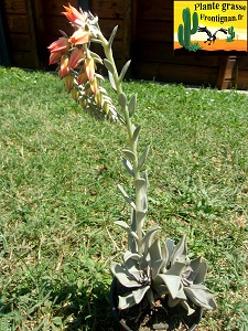 Echeveria bifida Xichu