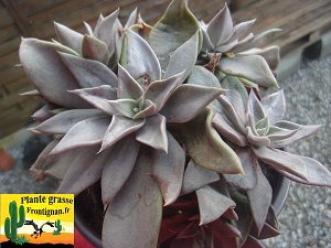 Echeveria bifida forme de Xichu