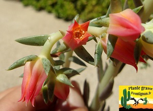 Echeveria bifida (forme de Santa Maria Mexicano)