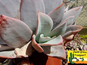 Echeveria cante x laui
