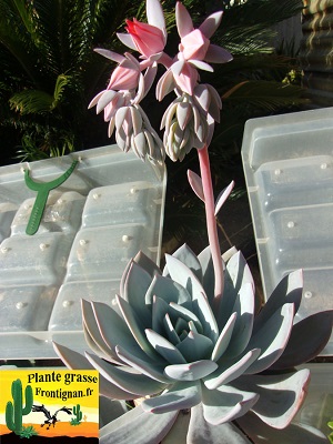 Echeveria cante x laui