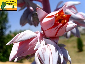 Echeveria cante