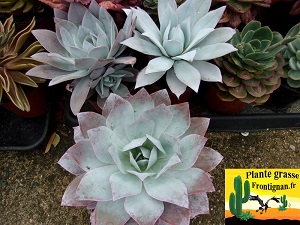 Echeveria cante