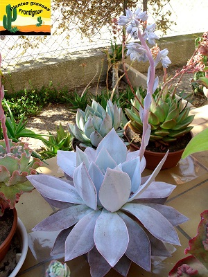 Echeveria cante