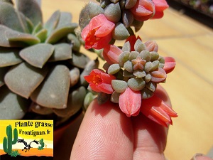 Echeveria carnicolor