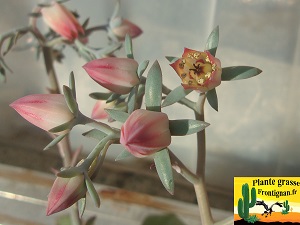 Echeveria cerrograndensis