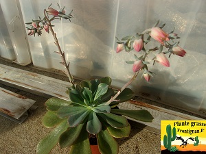 Echeveria cerrograndensis