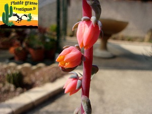 Echeveria chazaroi fleur