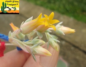 Echeveria chihuahuaensis