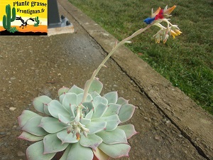 Echeveria chihuahuaensis