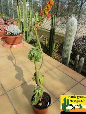 Echeveria coccinea Recurvata