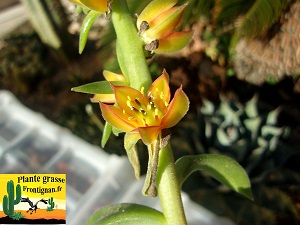 Echeveria coccinea