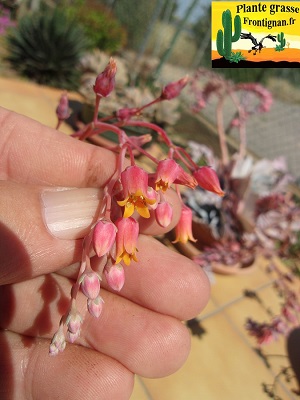 Echeveria colorata Mexican Giant