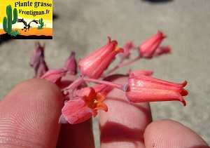 Floraison de Echeveria cuspidata var cuspidata