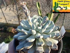 Echeveria cuspidata var zaragozae